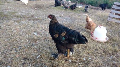 IMG_20161029_174700879.jpg (137.77 KiB) Osservato 983 volte IMG_20161029_174700879.jpg