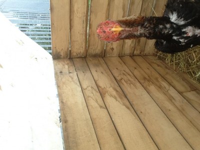 IMG_0155.JPG (85.1 KiB) Osservato 713 volte IMG_0155.JPG