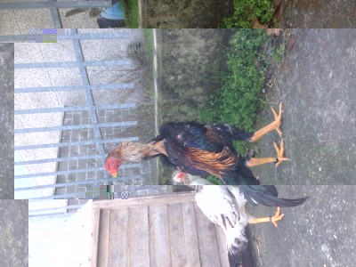 IMG_0143.JPG (143.28 KiB) Osservato 682 volte IMG_0143.JPG