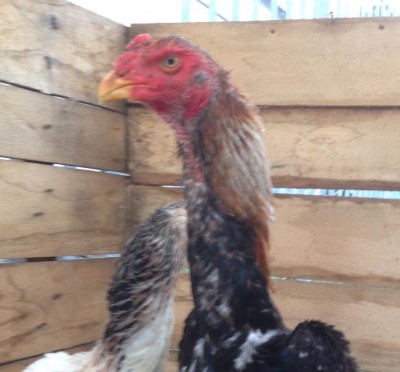 IMG_0156.JPG (82.56 KiB) Osservato 720 volte IMG_0156.JPG