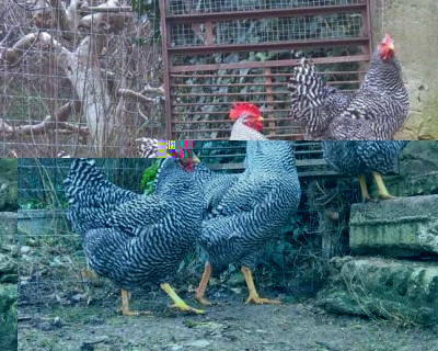 16735044_10208375022669300_2051322883_o.jpg (204.01 KiB) Osservato 1256 volte 16735044_10208375022669300_2051322883_o.jpg