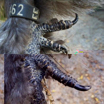 FB_IMG_1487915014524.jpg (57.57 KiB) Osservato 724 volte FB_IMG_1487915014524.jpg