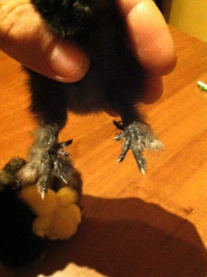 FB_IMG_1487915027884.jpg (54.95 KiB) Osservato 724 volte FB_IMG_1487915027884.jpg