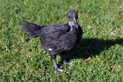 Australorp-4-settimane-2.jpg (149.4 KiB) Osservato 1126 volte Australorp-4-settimane-2.jpg