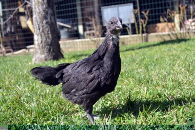 Australorp-4-settimane-3.jpg (131.78 KiB) Osservato 1127 volte Australorp-4-settimane-3.jpg