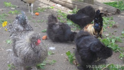 image.jpg (100.26 KiB) Osservato 845 volte image.jpg