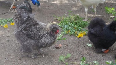 image.jpg (104.46 KiB) Osservato 845 volte image.jpg