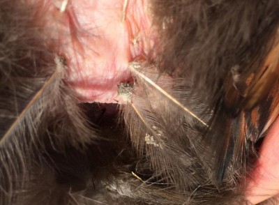 image.jpeg (86.08 KiB) Osservato 833 volte image.jpeg