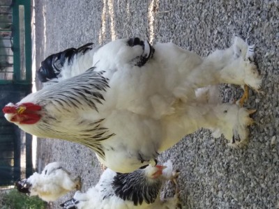 20170415_172543.jpg (116.37 KiB) Osservato 1063 volte 20170415_172543.jpg