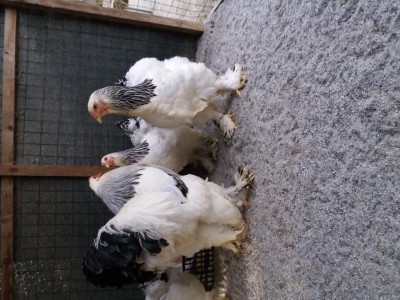 20170318_180050.jpg (136.03 KiB) Osservato 1063 volte 20170318_180050.jpg