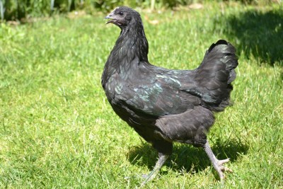 Gallina_Australorp_2.jpg