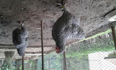 20170507_131008.jpg (142.46 KiB) Osservato 1328 volte 20170507_131008.jpg