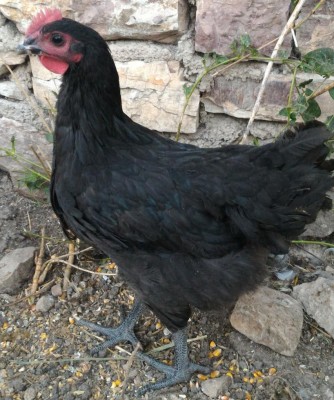 P_20170517_195957_1.jpg (153.03 KiB) Osservato 1027 volte P_20170517_195957_1.jpg