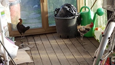 IMG-20170521-WA0000.jpg (94.52 KiB) Osservato 1589 volte IMG-20170521-WA0000.jpg