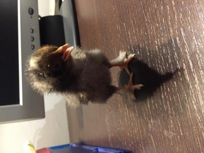 IMG_6713.JPG (90.89 KiB) Osservato 1007 volte IMG_6713.JPG