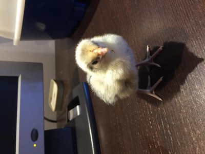 IMG_6745.JPG (75.23 KiB) Osservato 1007 volte IMG_6745.JPG