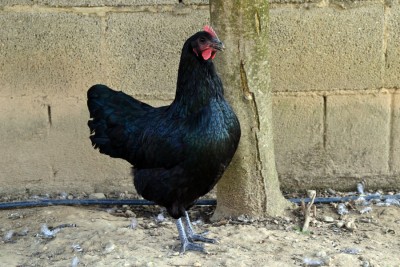 Australorp_4_mesi.jpg (163.38 KiB) Osservato 818 volte Australorp_4_mesi.jpg