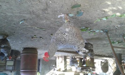 20170717_172836.jpg (98.33 KiB) Osservato 1169 volte 20170717_172836.jpg