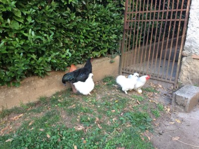 IMG_0015 (4).JPG (175.71 KiB) Osservato 917 volte IMG_0015 (4).JPG