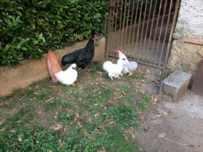 IMG_0017 (3).JPG (167.52 KiB) Osservato 917 volte IMG_0017 (3).JPG