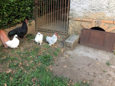 IMG_0016 (2).JPG (173.3 KiB) Osservato 917 volte IMG_0016 (2).JPG