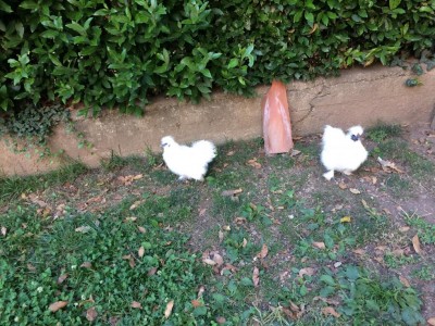 IMG_0020 (4).JPG (191.43 KiB) Osservato 917 volte IMG_0020 (4).JPG