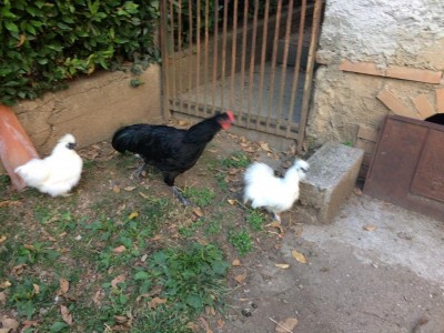 IMG_0018 (2).JPG (130.18 KiB) Osservato 913 volte IMG_0018 (2).JPG