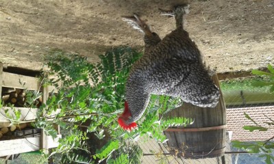 20170831_161235.jpg (138.57 KiB) Osservato 1028 volte 20170831_161235.jpg