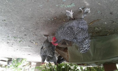 20170831_161200.jpg (109.33 KiB) Osservato 1028 volte 20170831_161200.jpg