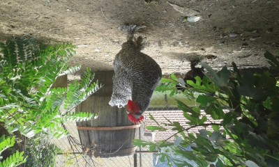 20170831_161232.jpg (149.51 KiB) Osservato 1028 volte 20170831_161232.jpg