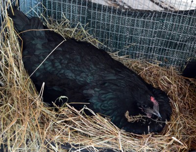 Australorp-chioccia.jpg (350.54 KiB) Osservato 908 volte Australorp-chioccia.jpg