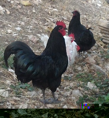 Questi sono loro 2 insieme a 2 livornesi bianche costantemente spennate con cui voglio provare a fare dei pulcini di austrawhite / P_20170920_181324_1.jpg P_20170920_181324_1.jpg