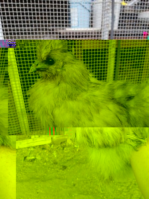 IMG-20171103-WA0003.jpg (117.61 KiB) Osservato 1170 volte IMG-20171103-WA0003.jpg