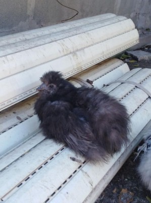 IMG-20171103-WA0002.jpg (77.92 KiB) Osservato 992 volte IMG-20171103-WA0002.jpg