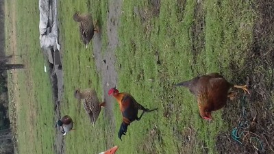 20171212_120956.jpg (116.05 KiB) Osservato 972 volte 20171212_120956.jpg