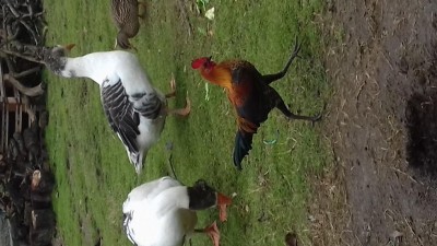 20171212_120947.jpg (92.95 KiB) Osservato 972 volte 20171212_120947.jpg