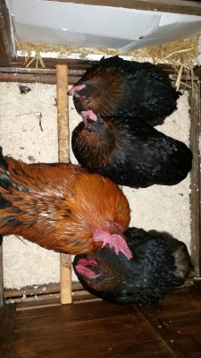 2017-12-14 22.53.03.jpg (319.06 KiB) Osservato 835 volte 2017-12-14 22.53.03.jpg