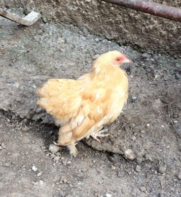 foto2.jpeg (181.66 KiB) Osservato 950 volte foto2.jpeg