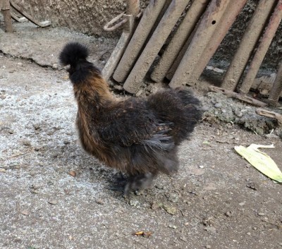 foto3.jpeg (217.76 KiB) Osservato 950 volte foto3.jpeg