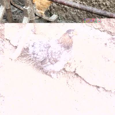 foto4.jpeg (205.25 KiB) Osservato 950 volte foto4.jpeg