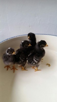 2018-02-09 17.25.54.jpg (34.48 KiB) Osservato 940 volte 2018-02-09 17.25.54.jpg