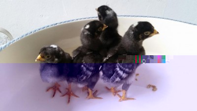 2018-02-09 17.26.09.jpg (42.61 KiB) Osservato 940 volte 2018-02-09 17.26.09.jpg