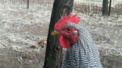 Sogg. N. 1 / IMG_20180604_192121.jpg IMG_20180604_192121.jpg