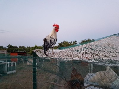 20180619_205049.jpg (90.27 KiB) Osservato 2466 volte 20180619_205049.jpg