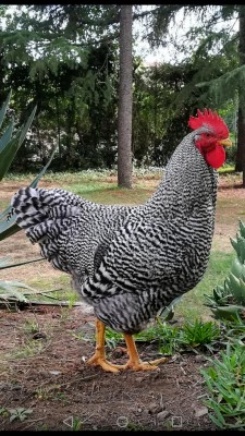 Screenshot_20180925-212703.jpg (177.38 KiB) Osservato 2307 volte Screenshot_20180925-212703.jpg