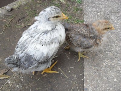 011.jpg (124.66 KiB) Osservato 5198 volte 011.jpg