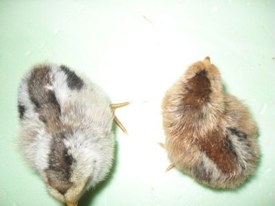 007.jpg (74.21 KiB) Osservato 5135 volte 007.jpg