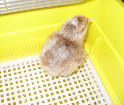 questo ha una colorazione diversa...non ci capisco più niente!! / 023.jpg 023.jpg