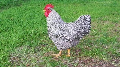 IMG_20181203_162645.jpg (145.94 KiB) Osservato 2171 volte IMG_20181203_162645.jpg