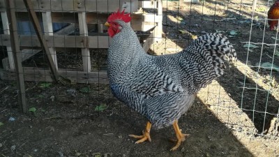 IMG_20181125_151210.jpg (141.91 KiB) Osservato 2032 volte IMG_20181125_151210.jpg